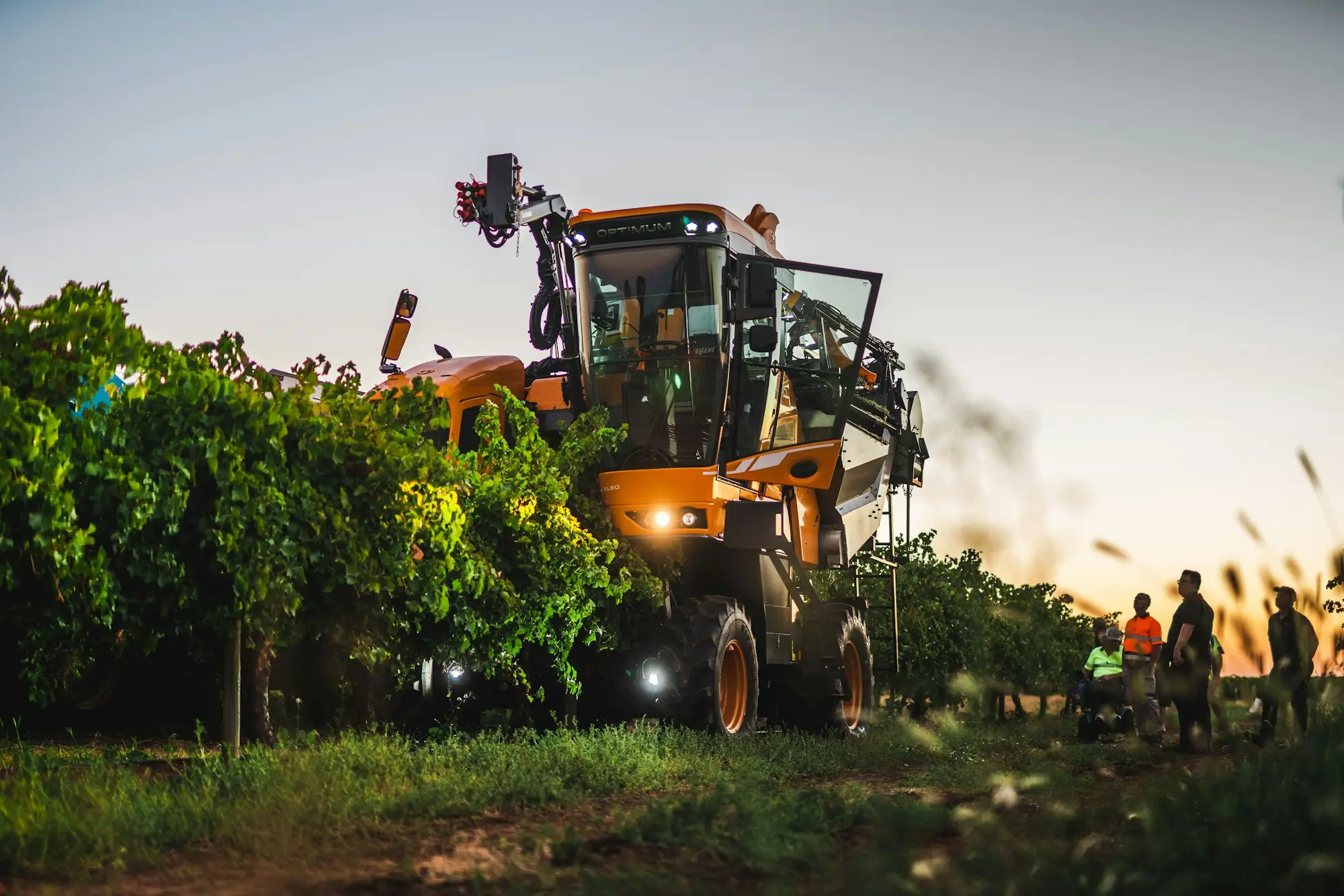 Harvesting machine working in a vineyard